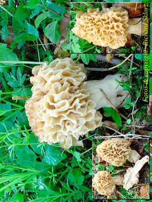 Morchella_esculenta