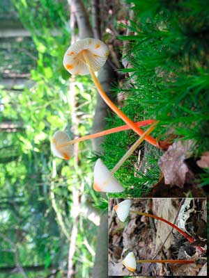 Mycena_crocata