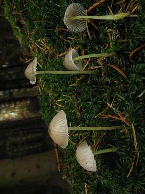 Mycena_epipterygia