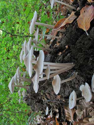 Mycena_galericulata