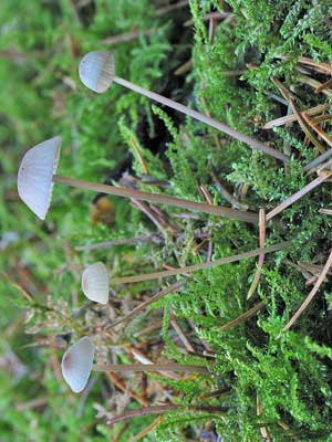 Mycena_galopus