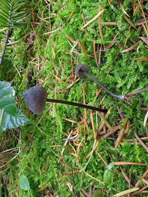 Mycena_leucogala