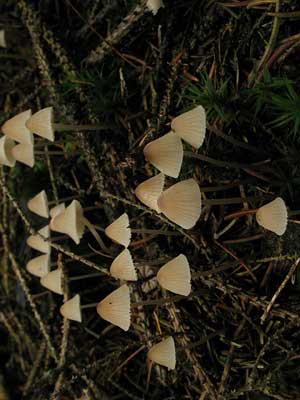 Mycena_metata