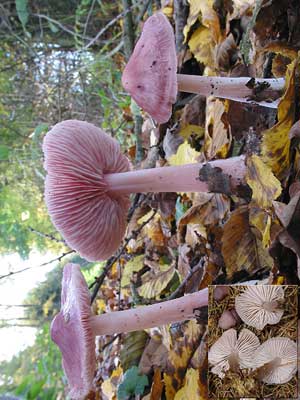 Mycena_pura