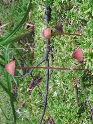 Mycena_sanguinolenta