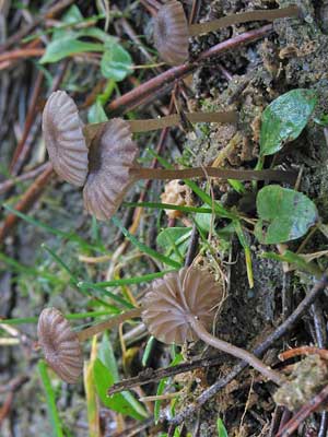 Omphalina_pyxidata