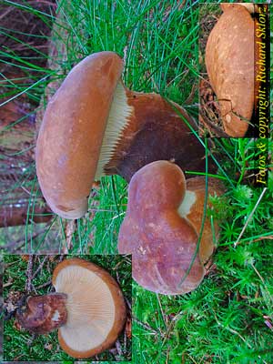 Paxillus_atrotomentosus