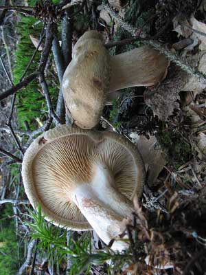 Paxillus_involutus