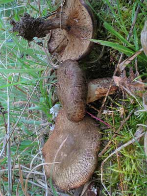 Paxillus_rubicundulus