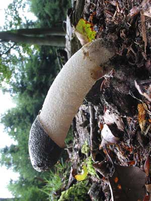 Phallus_impudicus