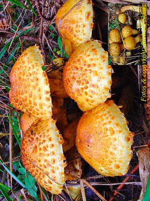 Pholiota_adiposa