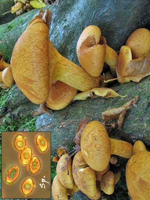 Pholiota_aurivella