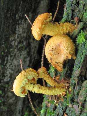 Pholiota_flammans