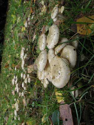 Pholiota_gummosa