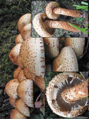 Pholiota_squarrosa