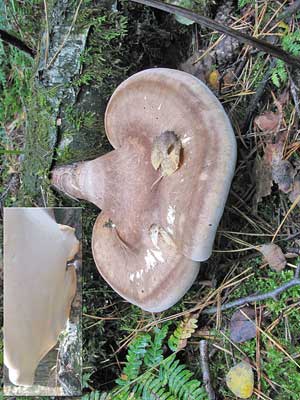 Piptoporus_betulinus