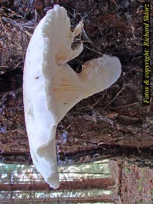 Pleurotus_dryinus