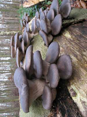 Pleurotus_ostreatus