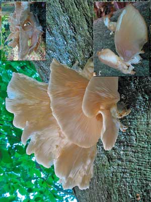 Pleurotus_pulmonaris