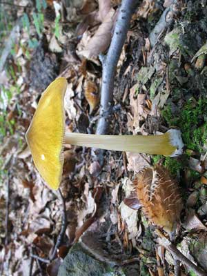 Pluteus_leoninus