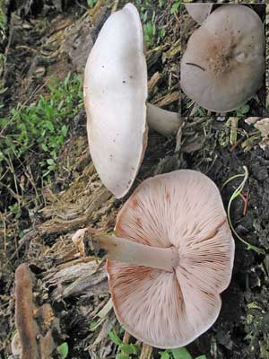 Pluteus_petasatus