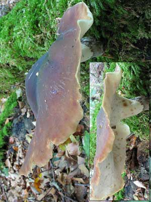 Polyporus_badius