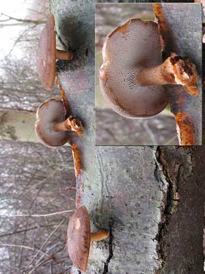 Polyporus_brumalis