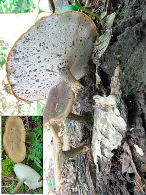 Polyporus_lepideus