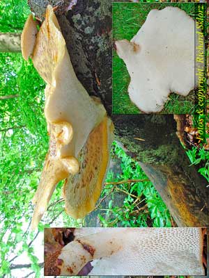 Polyporus_squamosus