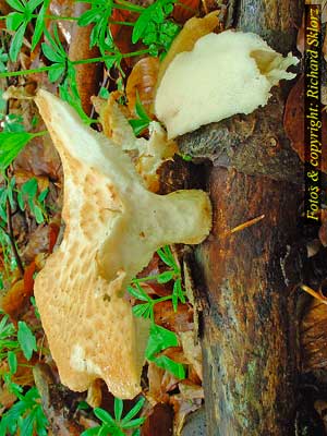 Polyporus_tuberaster