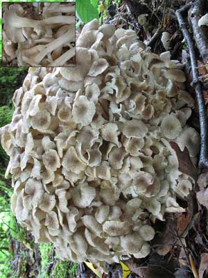 Polyporus_umbellatus