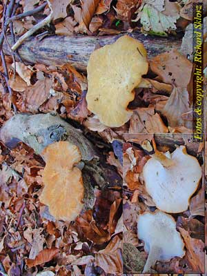 Polyporus_varius