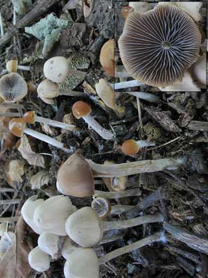 Psathyrella_bifrons