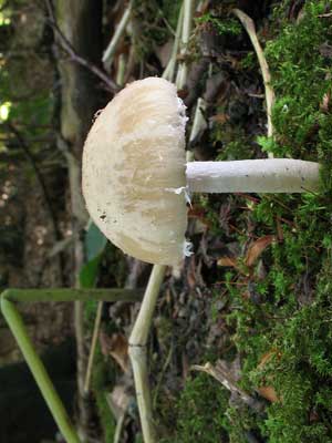 Psathyrella_candolleana