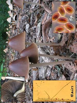 Psathyrella_conopilus