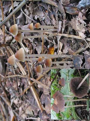 Psathyrella_corrugis