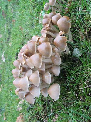 Psathyrella_multipedata