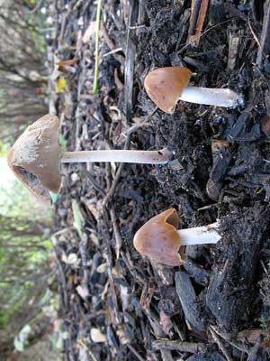 Psathyrella_tephrophylla