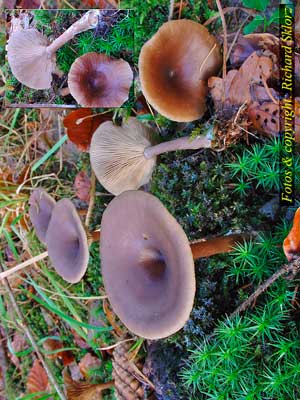 Pseudoclitocybe_cyathiformis