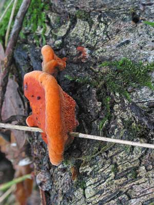 Pycnoporus_cinnabarinus