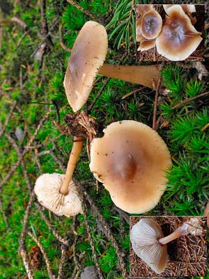 Rhodocollybia_butyracea