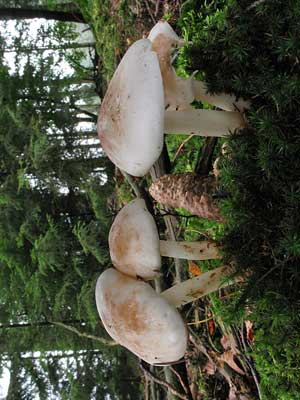 Rhodocollybia_maculata