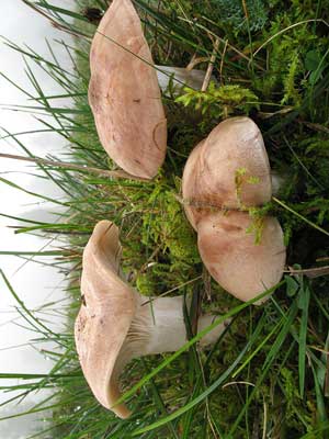 Rhodocybe_gemina