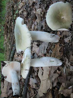 Russula_aeruginea