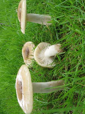 Russula_amoenolens