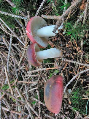 Russula_atrorubens