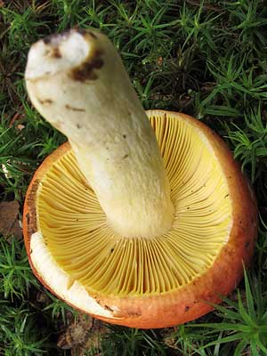 Russula_aurea