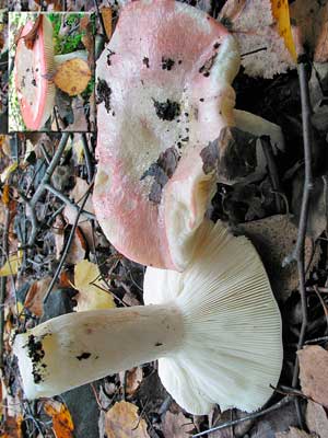 Russula_betularum