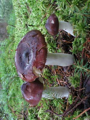 Russula_caerulea