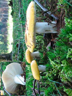 Russula_claroflava